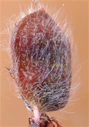  Legume